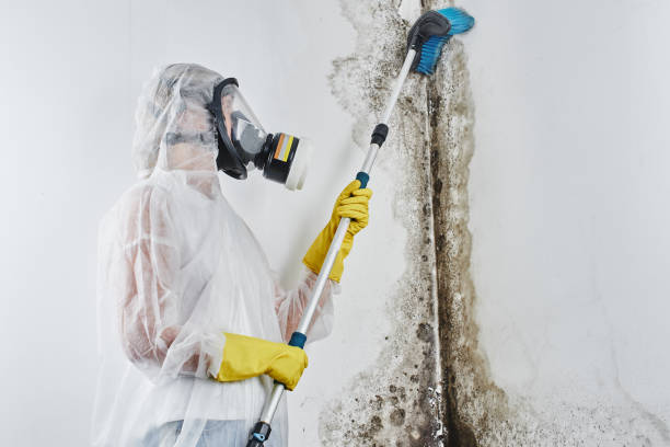 Attic Mold Removal in Valparaiso, IN