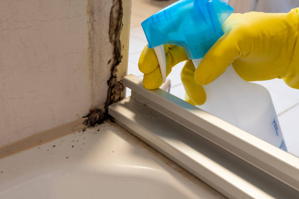 Best Fast Mold Removal  in Valparaiso, IN
