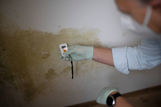 Best Attic Mold Removal  in Valparaiso, IN